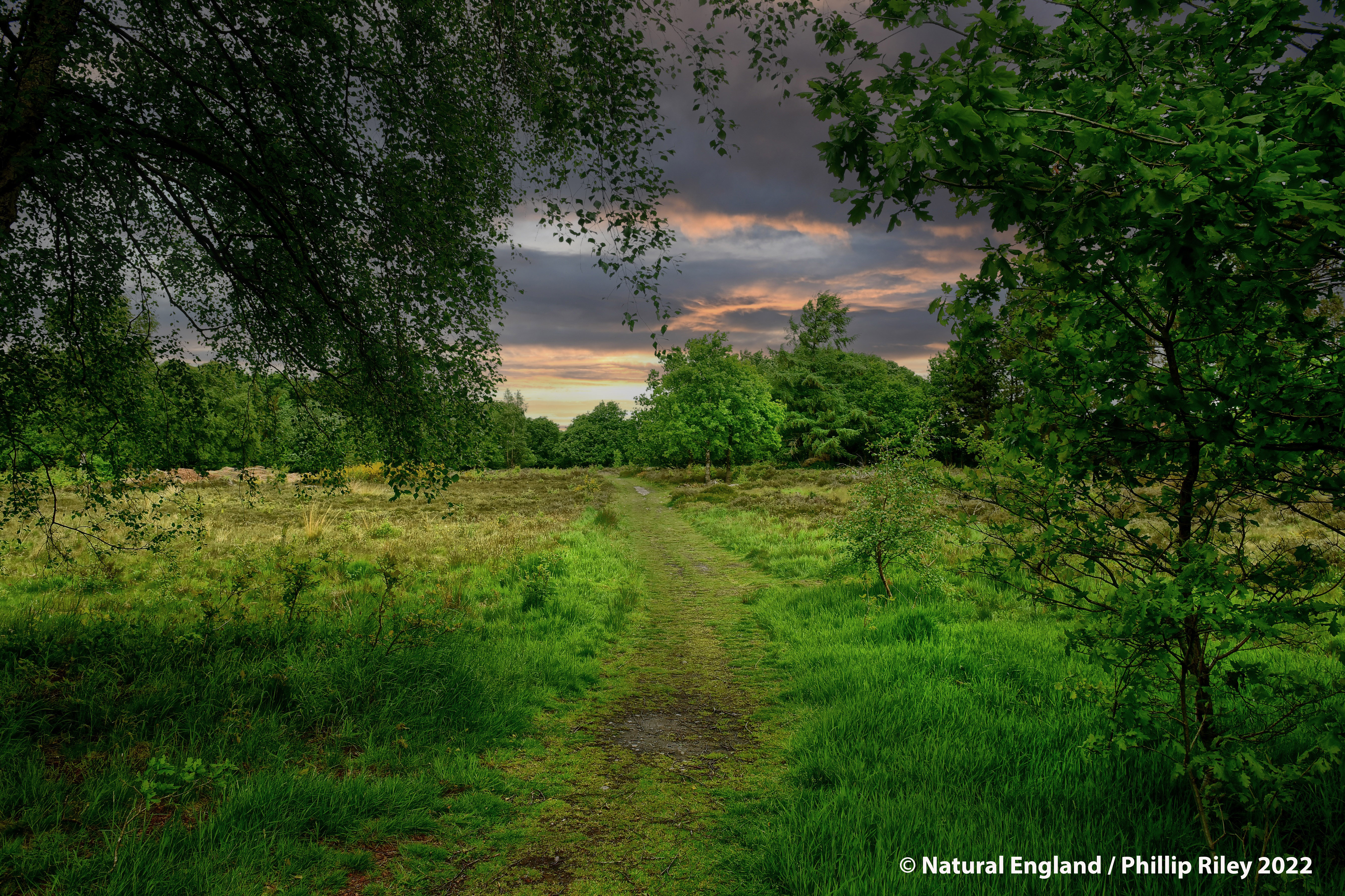 Picture of Purple Horizons Project showing Heathland at Brownhills Common, Walsall