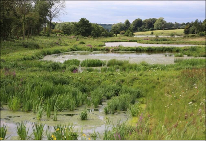 Wetland in Norfolk