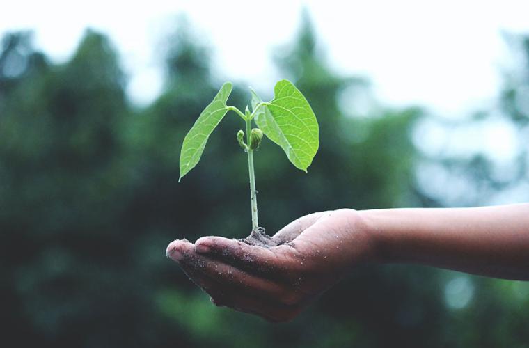 Hand holding seedling which is about to be planted