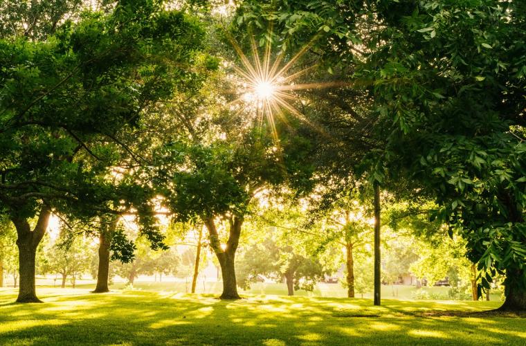 Sunshine glistening through the trees